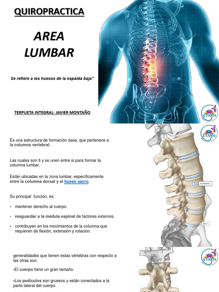 Estructura y afecciones de la zona lumbar | PDF | La columna vertebral ...