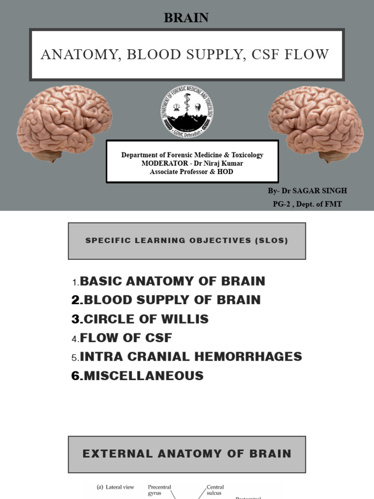 BRAIN ANATOMY CSF BLOOD SUPPLY | PDF | Cerebrospinal Fluid | Central ...