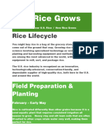 How Rice Grows