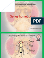 Genes Homeóticos