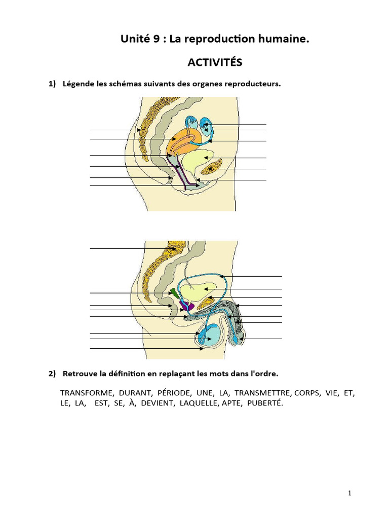 La reproduction humaine expliquée | PDF | Reproduction humaine ...