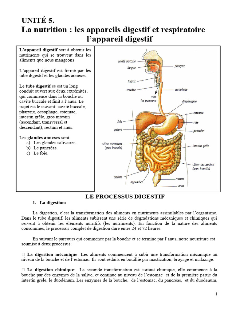 Nutrition : Appareil Digestif et Respiratoire | PDF | Tractus gastro ...