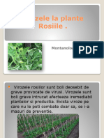 Virozele La Plante. Nan Florin