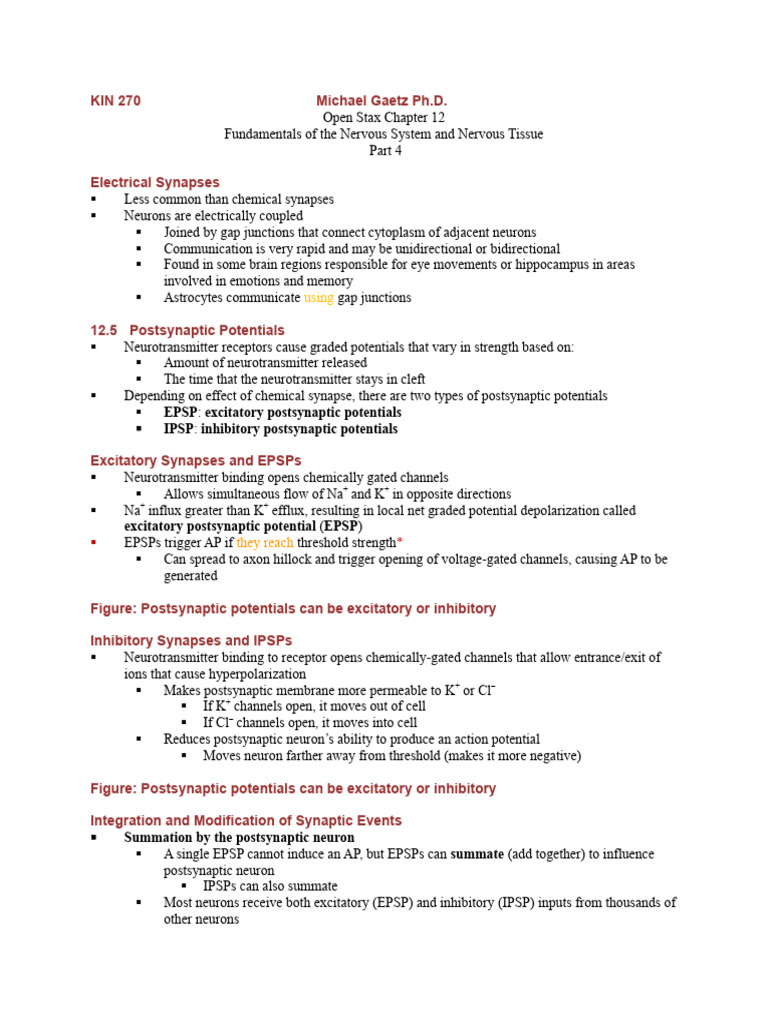 KIN 270 Unit 2 Neural Physiology Part 4 | PDF | Chemical Synapse ...