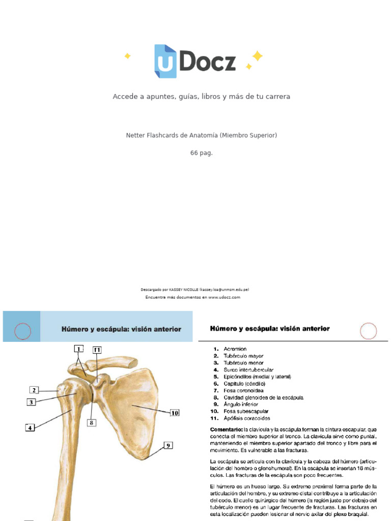 Flashcards Netter: Miembro Superior | PDF | Filosofía
