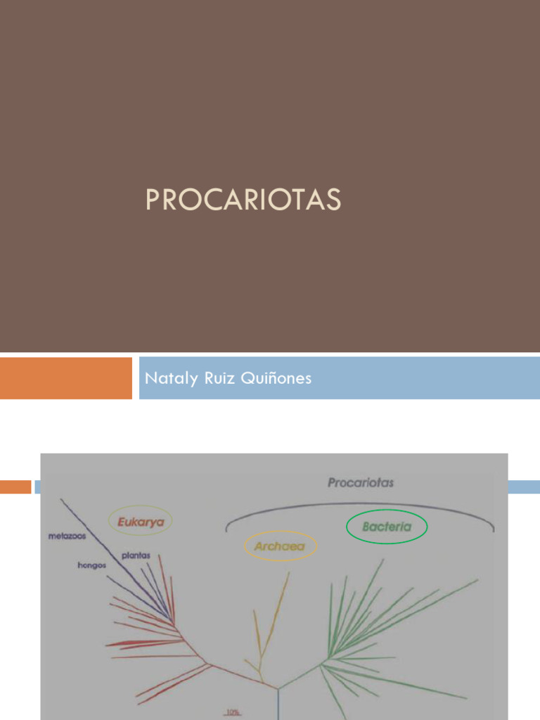 Procariotas y Hongos | PDF | Las bacterias | Archaea