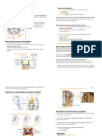 Tema 7.2 Anatomia