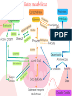 Rutas metabólicas 