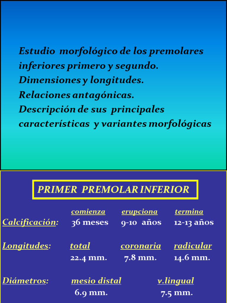 Morfología de Premolares Inferiores | PDF | Boca | Anatomia dental