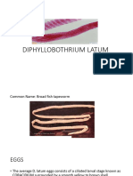 Diphyllobothrium Latum 2 2