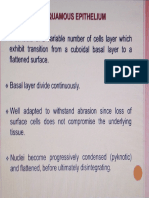 Histology Lab? (Stratified squamous non Keratinoised Epithelium) Mar 12, 2024