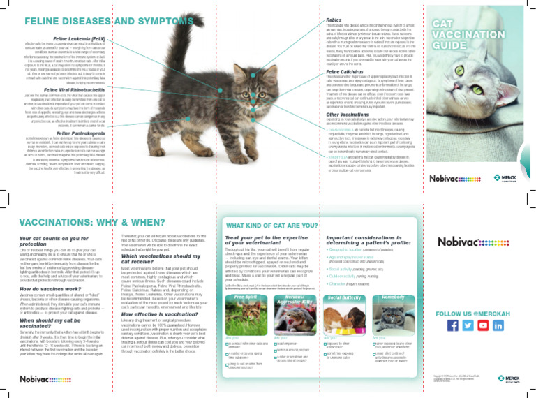 Image showcasing Feline Diseases and Symptoms | PDF | Rabies | Infection