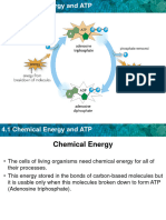 G10 Biology Chemical Energy and ATP Presentation 47795