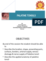 Palatine Tonsils