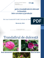Cultura ecologică a trandafirului de dulceață în România între cercetare și producție