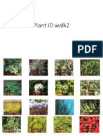 Plant ID Walk2