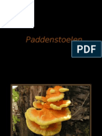 Paddenstoelen