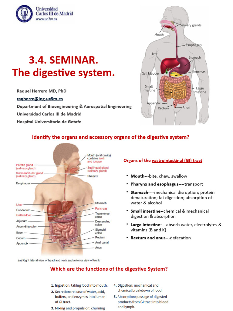 Digestive Enzymes and Functions Explained | PDF | Stomach ...