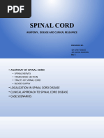 Spinal Cord