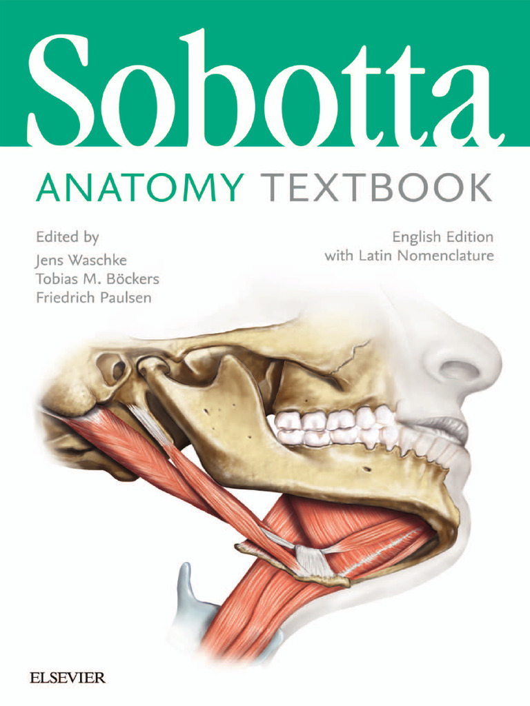 Sobotta Anatomy Textbook Overview | PDF | Pelvis | Hip