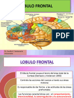 7 lobulo frontal