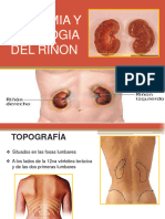 Anatomia Y Fisiologia Del Riñon