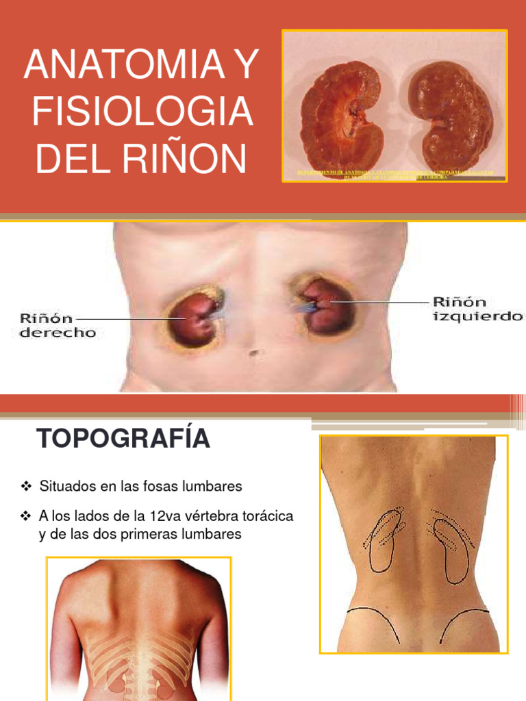 Anatomía y Fisiología del Riñón | PDF | Riñón | Fisiologia Animal