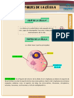 PartesDeLaCélula 5y6primaria