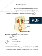 Excretory System