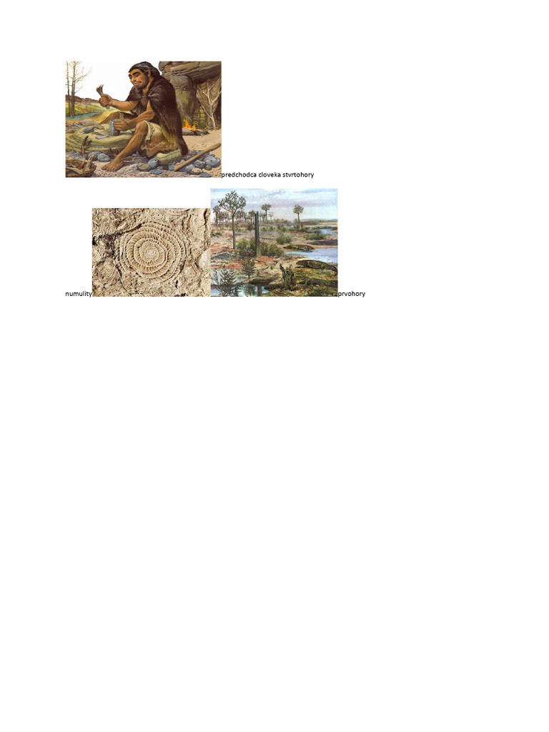 Predchodca Cloveka Stvrtohory Numulity | PDF