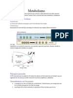 Metabolismo