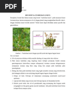 Download BEDA Bryophyta  Pteridophyta by Dini QHy SN72094244 doc pdf