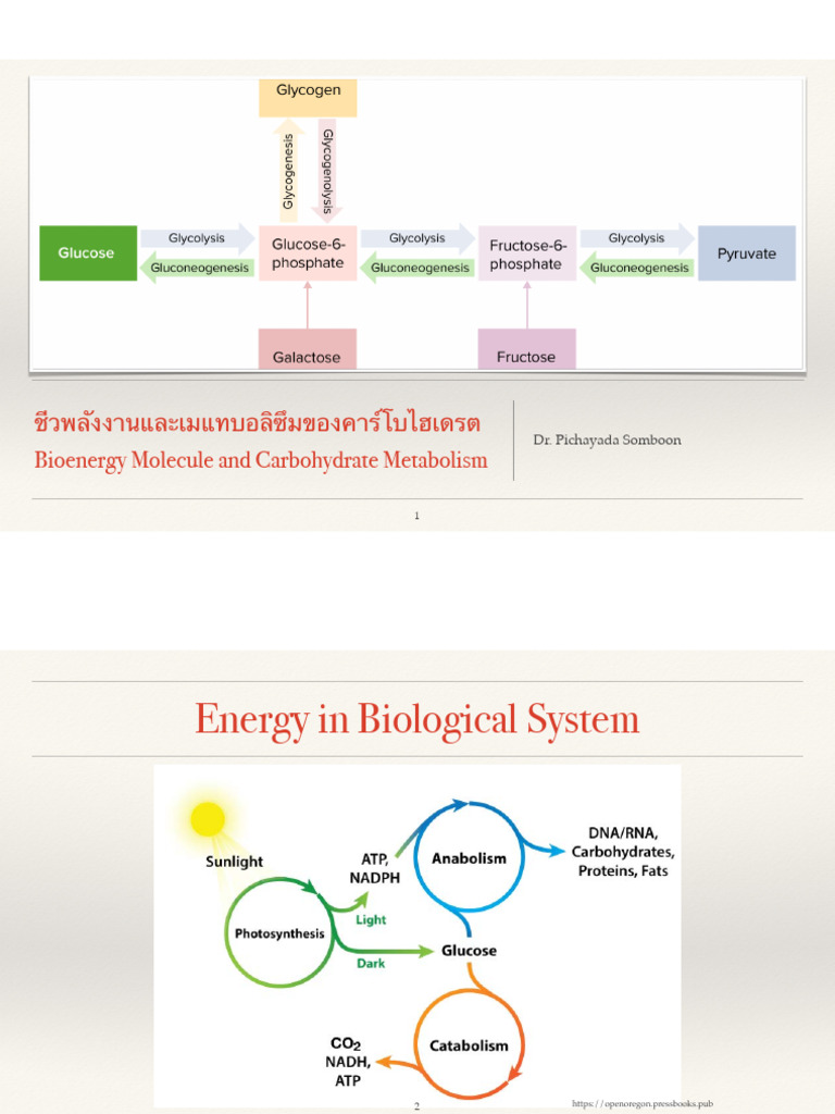 9 ชีวพลังงานและเมแทบอลิซึมของคาร์โบไฮเดรต | PDF | Carbohydrates ...