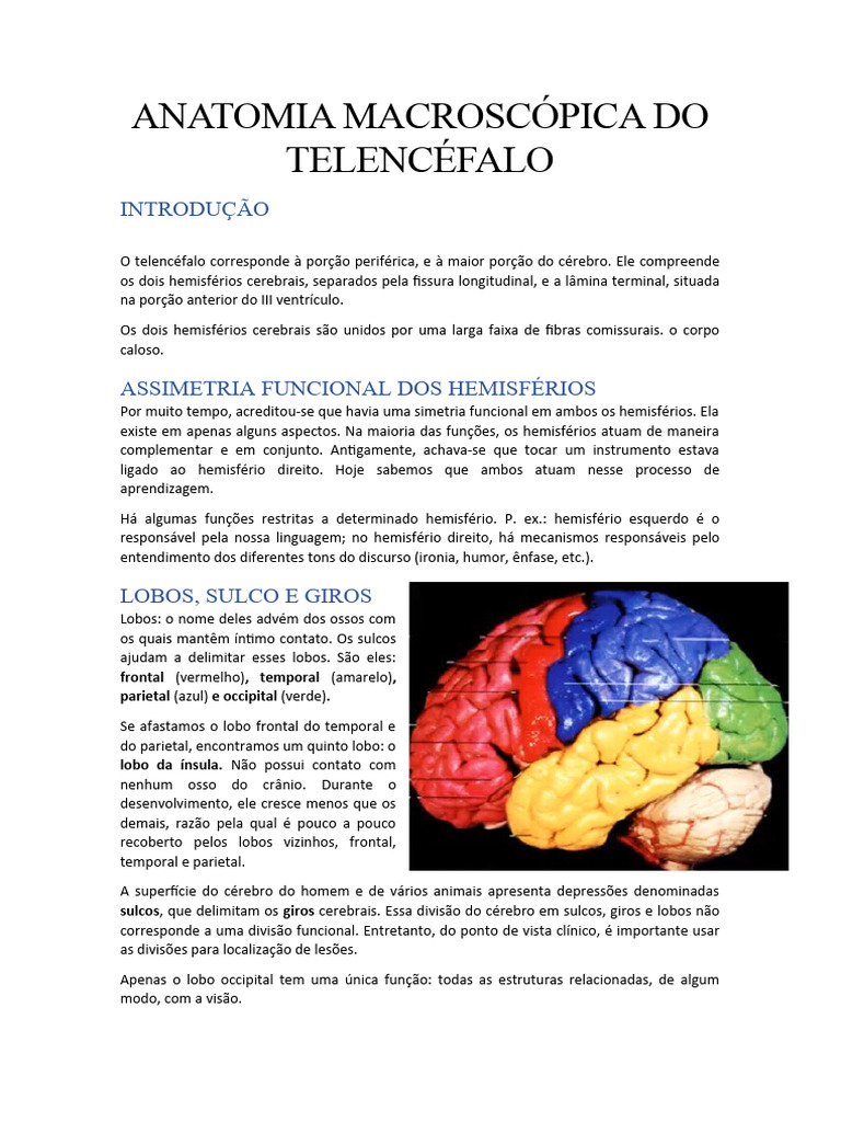 Profundamente dentro de cada hemisfério encontram-se três núcleos (massas  de substância cinzenta), que são denominados coletivamente núcleos da base.  O globo pálido situa-se mais próximo do tálamo e o putâmen, mais próximo, image size:768x1024
