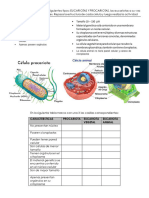 Clasificación de Células