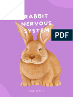Rabbit Nervous System (Brain Labeled)