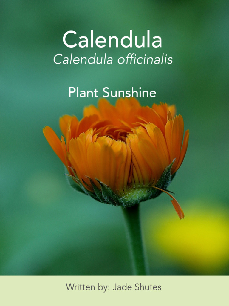 About Calendula 2020 | PDF | Lymphatic System