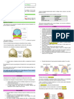 Embriología Cara - Nariz - Boca