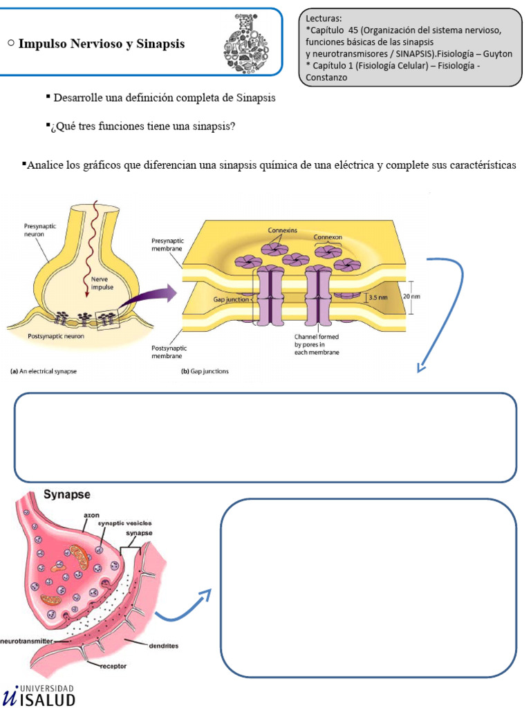 Guía Completa sobre Sinapsis y Neurotransmisores | PDF | Salud y ...