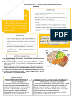 Plan de Rehabilitación Neuropsicológica y Estimulación Cognitiva en Agnosias y Apraxias