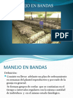 Manejo de cerdas en bandas.