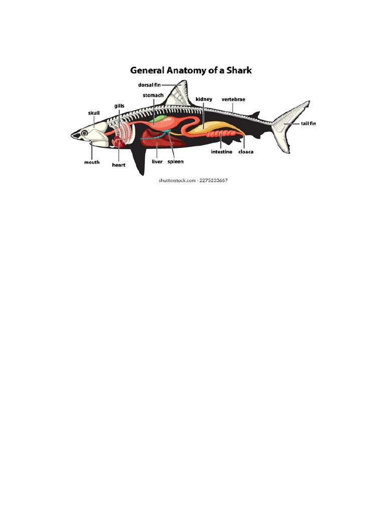 Shark Anatomy | PDF