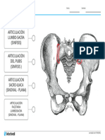 pelvis-diagrama-con-etiquetas