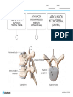 Dorsal Diagrama Con Etiquetas