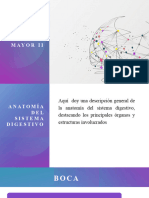 Anatomia Del Sistema Digestivo