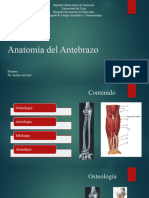 Anatomia Del Antebrazo ANGEL