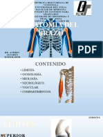Anatomia Del Brazo
