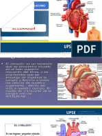 Corazón. Ciclo - Gasto Cardiaco