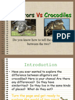 Alligator Crocodile