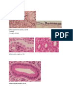 Histologie Lame